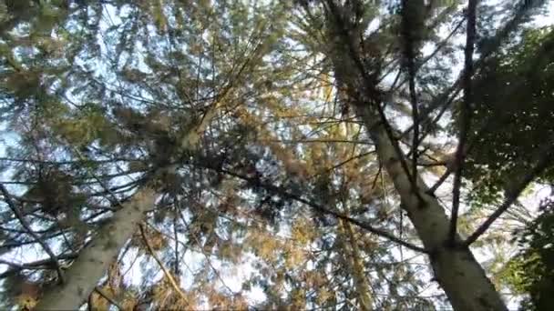 Parco autunnale con tempo suuny. Alberi di ottobre — Video Stock