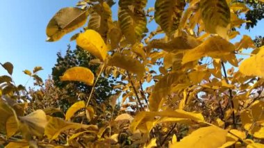Parktaki sonbahar ağacında güzel sarı yapraklar