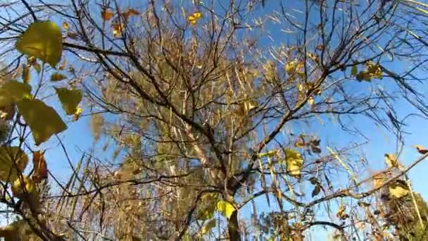 Hermosas hojas amarillas en el árbol de otoño en el parque — Vídeo de stock