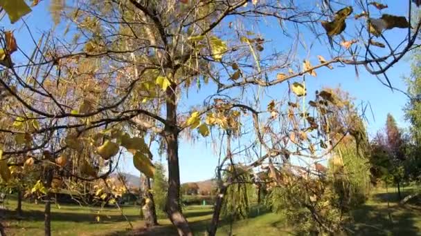 Hermosas hojas amarillas en el árbol de otoño en el parque — Vídeo de stock