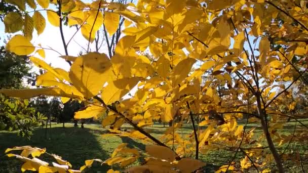 Prachtige gele bladeren op herfstboom in het park — Stockvideo