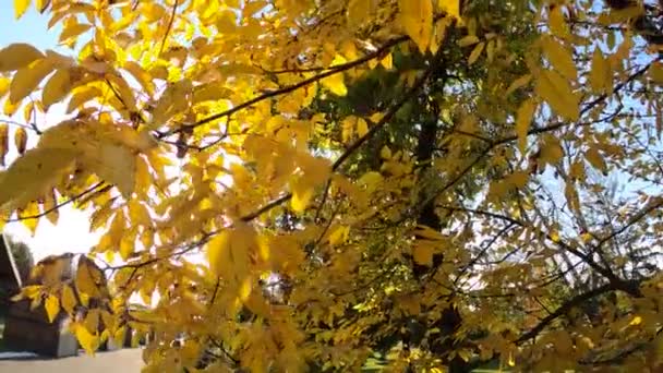 Folhas amarelas bonitas na árvore de outono no parque — Vídeo de Stock