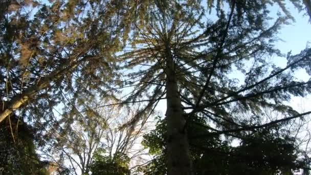 Naturen på hösten. Träd i parken i oktober. Vacker årstid — Stockvideo