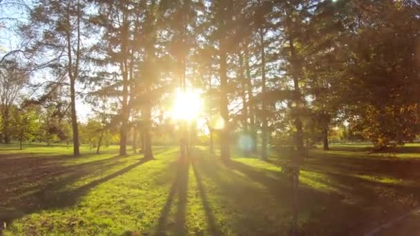 Nature in autumn. Trees in park in october. Beautiful season — ストック動画