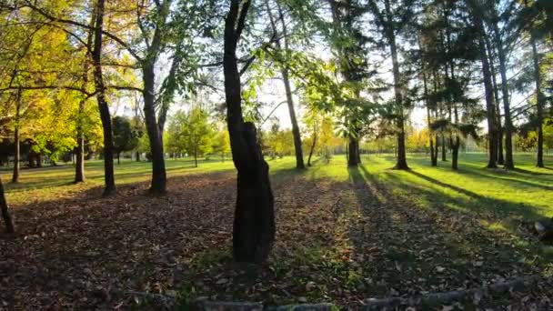 Naturaleza en otoño. Árboles en el parque en octubre. Hermosa temporada — Vídeo de stock