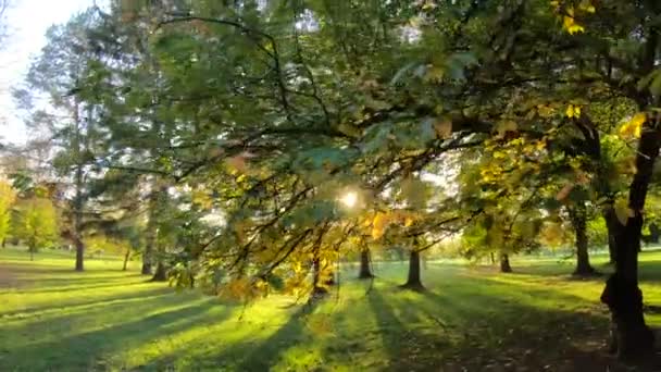 秋天的自然。 10月的时候停在公园里的树 美丽的季节 — 图库视频影像
