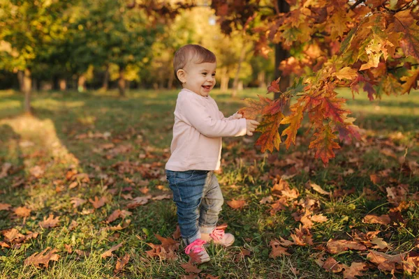 아름다운 어린 소녀는 가을에 나무 근처에서 붉은 나뭇잎을 가지고 놉니다. 행복 한 10 개월된 아기가 공원을 걷는 모습 — 스톡 사진