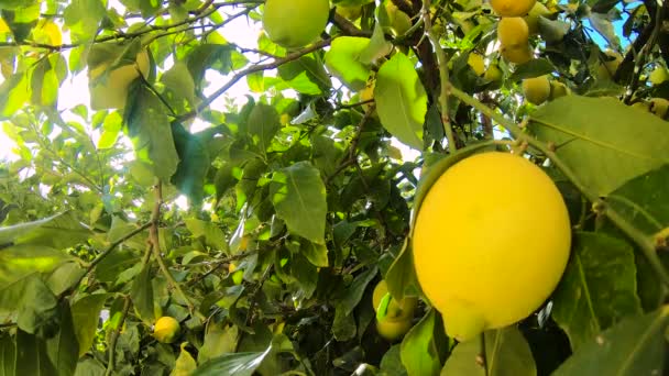 Mogna citroner hängande på ett citronträd. Gula citroner växer på ett träd i trädgården. Solen skiner genom grenen — Stockvideo