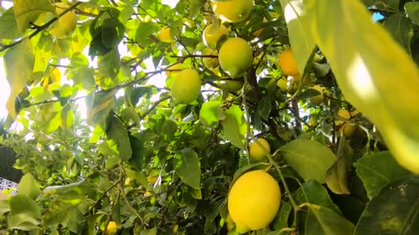 Zralé citrony visící na citronu. Žluté citrony rostou na stromě v zahradě. Slunce svítí, I když větev — Stock video