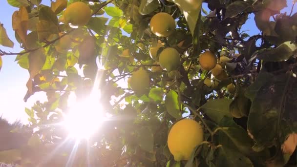 Mogna citroner hängande på ett citronträd. Gula citroner växer på ett träd i trädgården. Solen skiner genom grenen — Stockvideo