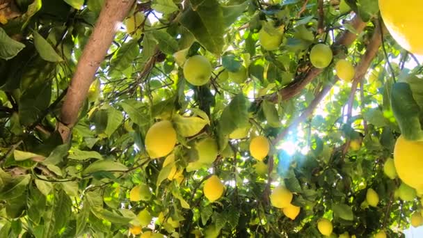 Reife Zitronen hängen an einem Zitronenbaum. Gelbe Zitronen wachsen an einem Baum im Garten. Sonne im Sonnenschein durch den Ast — Stockvideo