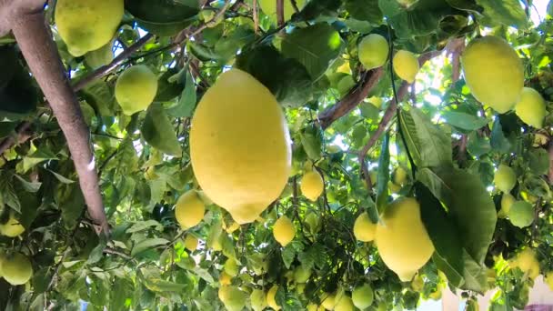 Mogna citroner hängande på ett citronträd. Gula citroner växer på ett träd i trädgården. Solen skiner genom grenen — Stockvideo