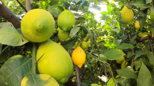Yellow lemons hang on a tree on a summers day in garden as the breeze blows through the leaves — Stock Video