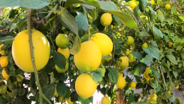 Жовті лимони висять на дереві в літній день в саду, коли вітер дме крізь листя — стокове відео
