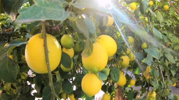 Limones amarillos cuelgan de un árbol en un día de verano en el jardín mientras la brisa sopla a través de las hojas — Vídeos de Stock