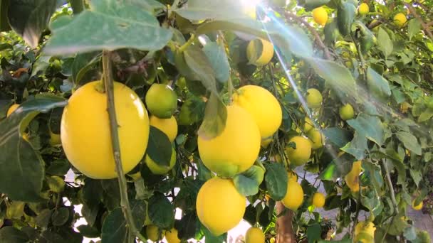 Limones amarillos cuelgan de un árbol en un día de verano en el jardín mientras la brisa sopla a través de las hojas — Vídeos de Stock