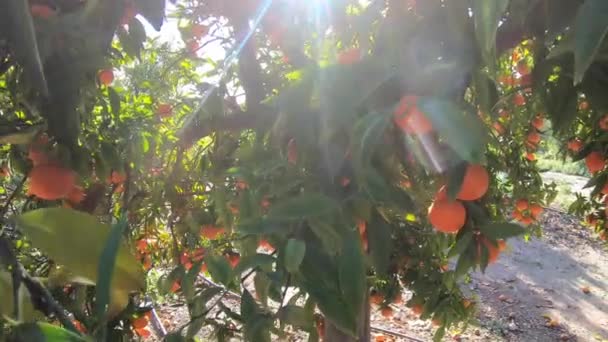 Frutales amarillos y naranjos en los rayos del sol poniente. Frutas frescas de caqui orgánico maduras que crecen en una rama de árbol en el jardín — Vídeo de stock
