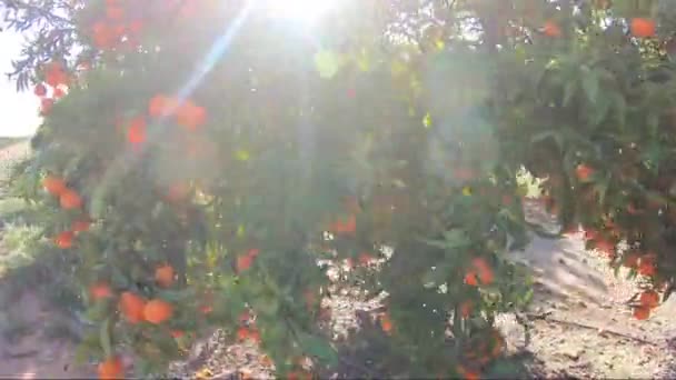 Alberi da frutto gialli e arancioni nei raggi del sole al tramonto. Maturare frutta fresca di cachi biologici che crescono su un ramo d'albero in giardino — Video Stock