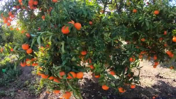 Žluté a oranžové ovocné stromy v paprscích zapadajícího slunce. Zralé čerstvé organické persimmon ovoce rostoucí na větvi stromu v zahradě — Stock video
