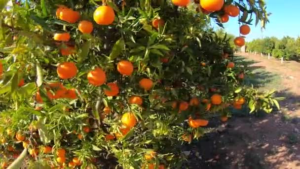 Frutales amarillos y naranjos en los rayos del sol poniente. Frutas frescas de caqui orgánico maduras que crecen en una rama de árbol en el jardín — Vídeo de stock