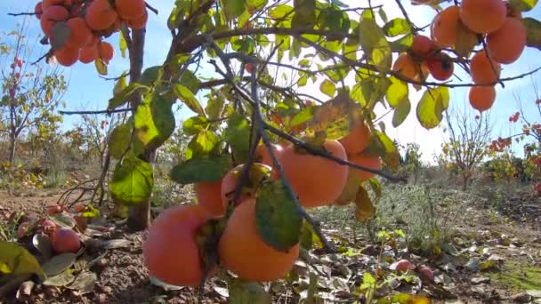 Los caquis amarillos maduran en el árbol. Jardín de otoño en el campo. Concepto de cosecha de caqui en otoño — Vídeo de stock