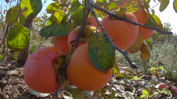 I cachi gialli maturano sugli alberi. Giardino d'autunno in campagna. Concetto di raccolta dei frutti del cachi in autunno — Video Stock