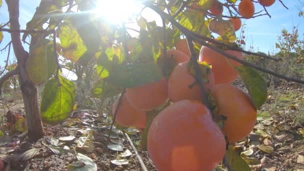 Los caquis amarillos maduran en el árbol. Jardín de otoño en el campo. Concepto de cosecha de caqui en otoño — Vídeo de stock