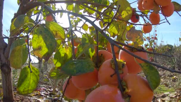 Los caquis amarillos maduran en el árbol. Jardín de otoño en el campo. Concepto de cosecha de caqui en otoño — Vídeo de stock