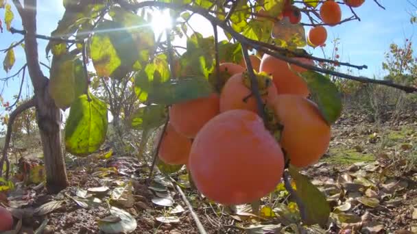 Na stromě zraje žlutý persimon. Podzimní zahrada na venkově. Koncepce sklizně ovoce z persimmonu na podzim — Stock video