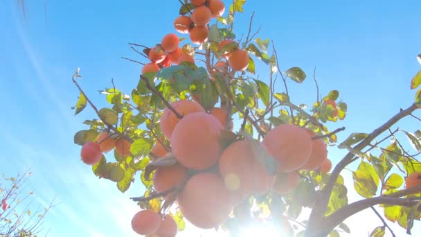 木の上で柿の実を閉じます。フィールド内の柿。新鮮な柿の実を持つ庭 — ストック動画