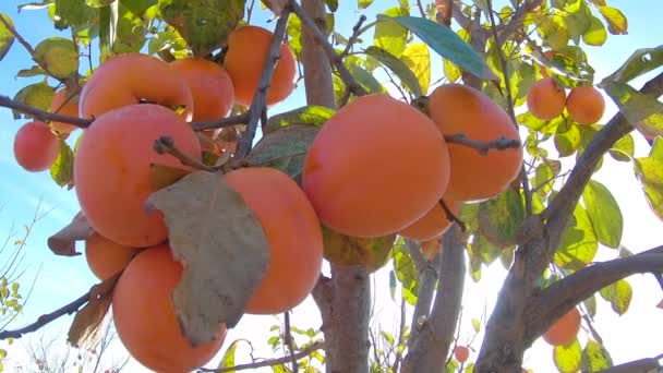 Primer plano de fruta de caqui en el árbol. Caqui en fiel. Jardín con fruta fresca de caqui — Vídeos de Stock
