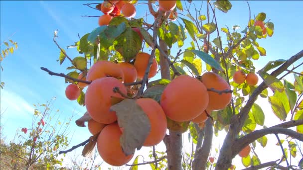 Sluiten van persimmon fruit op de boom. Persimmon in fiel. Tuin met verse persimmonvruchten — Stockvideo