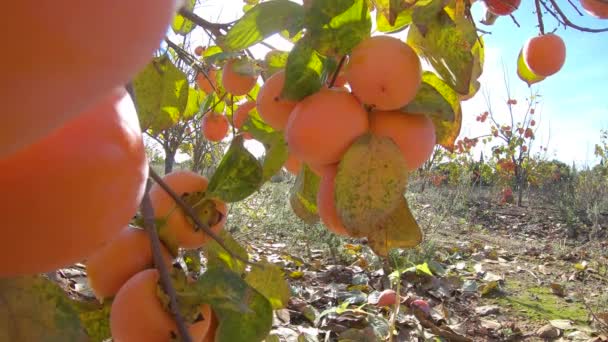 Avvicinamento del frutto del cachi sull'albero. Cachi in fiel. Giardino con frutta fresca di cachi — Video Stock