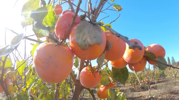 Avvicinamento del frutto del cachi sull'albero. Cachi in fiel. Giardino con frutta fresca di cachi — Video Stock