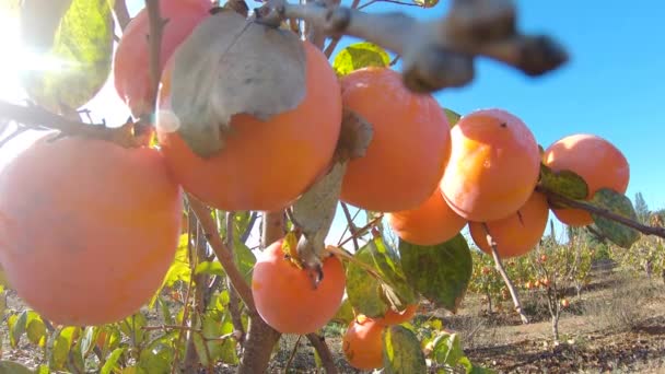 Avvicinamento del frutto del cachi sull'albero. Cachi in fiel. Giardino con frutta fresca di cachi — Video Stock