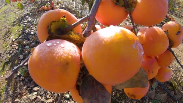 Zbliżenie owoców persymony na drzewie. Persimmon na polu. Ogród ze świeżymi owocami persymony — Wideo stockowe