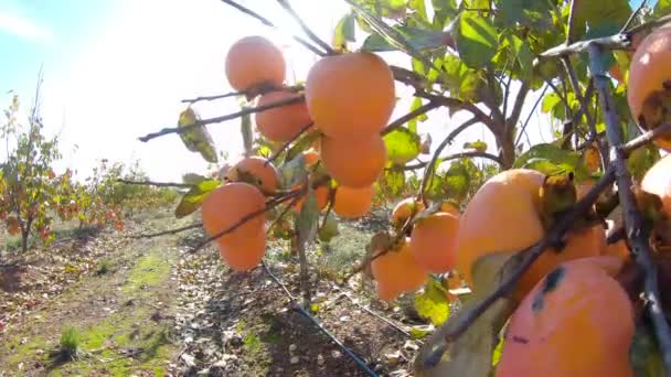 Zblízka plody persimmonu na stromě. Persimmon v Fielu. Zahrada s čerstvým plody persimmon — Stock video