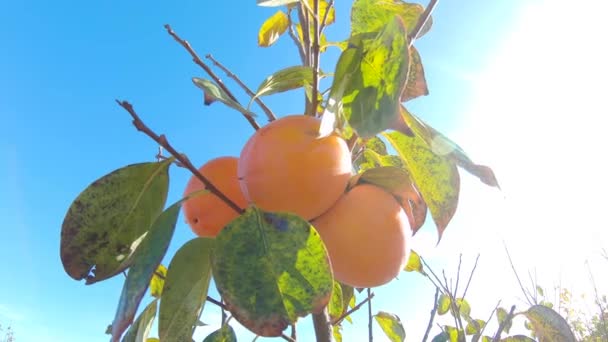 Zblízka plody persimmonu na stromě. Persimmon v Fielu. Zahrada s čerstvým plody persimmon — Stock video