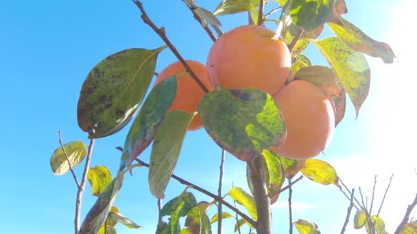 Primer plano de fruta de caqui en el árbol. Caqui en fiel. Jardín con fruta fresca de caqui — Vídeos de Stock