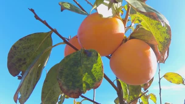 Avvicinamento del frutto del cachi sull'albero. Cachi in fiel. Giardino con frutta fresca di cachi — Video Stock