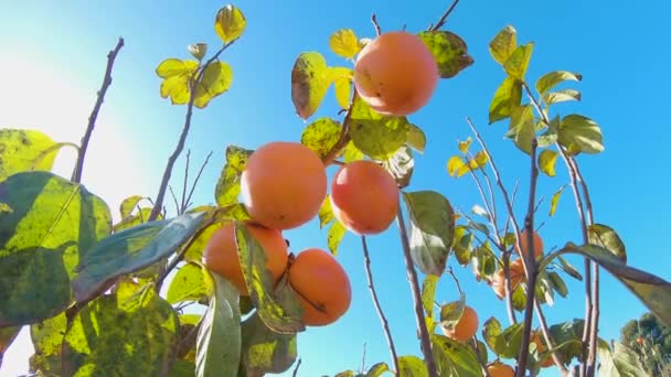 Fruitiers jaunes et oranges dans les rayons du soleil couchant. Fruits mûrs de kaki bio frais poussant sur une branche d'arbre dans le jardin — Video