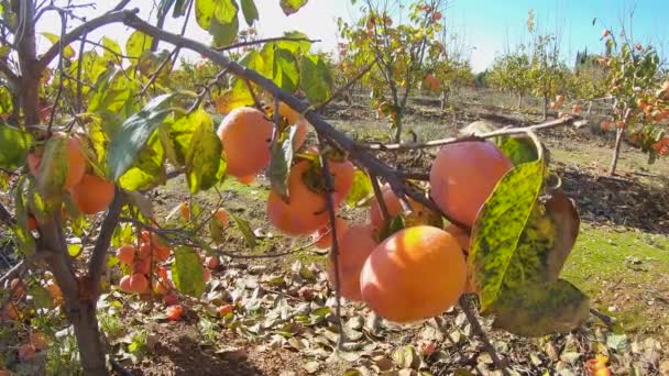 Gul och orange fruktträd i solens strålar. Mogna färska ekologiska persimon frukter som växer på en trädgren i trädgården — Stockvideo