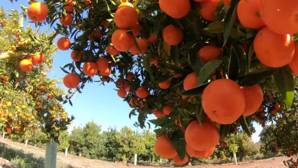 Pomarańcze wiszące na gałęziach sadu owocowego. Zbliżenie dojrzałych i soczystych pomarańczy i mandarynek na plantacji owoców. Pomarańcze gałęzi w ogrodzie owocowym. Mandarynki tło drzewa owocowego — Wideo stockowe