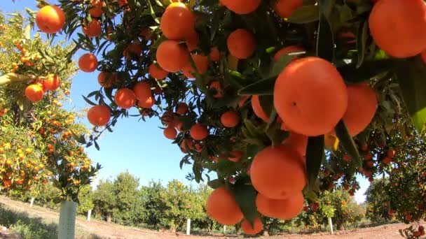 Narancsok lógnak az ágakon gyümölcsöskert. Közel érett és lédús narancs oe mandarin gyümölcsültetvényen. A narancs elágazik egy gyümölcsös kertben. Tangerine gyümölcsfa háttér — Stock videók