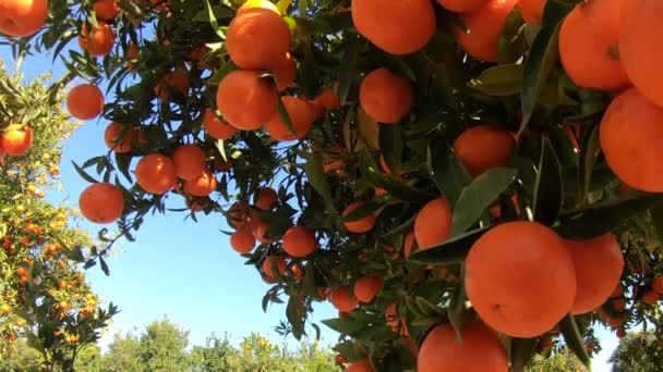 Oranges suspendues sur les branches verger de fruits. Gros plan d'oranges mûres et juteuses dans une plantation fruitière. Branche d'oranges dans un jardin de fruits. Tangerines arbre fruitier fond — Video