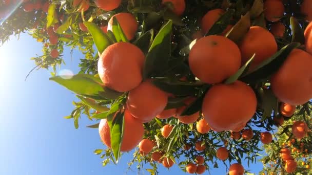 Апельсини висять на гілках фруктового саду. Крупним планом стиглі та соковиті апельсини створюють мандарини на фруктових плантаціях. Відгалуження апельсинів у фруктовому саду. Фруктовий фон мандаринів — стокове відео