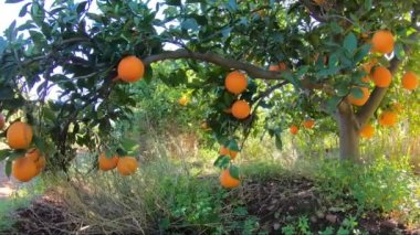 Bir İspanyol mandalina korusu. Mandalina ağacı, mavi gökyüzünde bir sürü meyve ve güneş ışığı. Bahçedeki organik meyveler