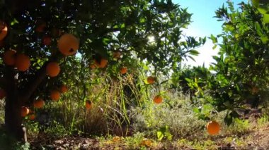 Bir İspanyol mandalina korusu. Mandalina ağacı, mavi gökyüzünde bir sürü meyve ve güneş ışığı. Bahçedeki organik meyveler