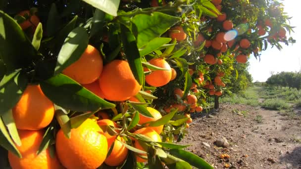 Pomeranče visící na větvích ovocného sadu. Zblízka zralé a šťavnaté pomeranče oe mandarinky v ovocné plantáži. Pomeranče se větví v ovocné zahradě. Tangerinky ovocný strom pozadí — Stock video