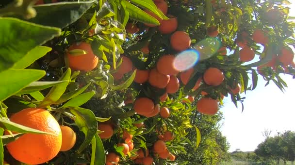 Bir İspanyol mandalina korusu. Mandalina ağacı, mavi gökyüzünde bir sürü meyve ve güneş ışığı. Bahçedeki organik meyveler — Stok video